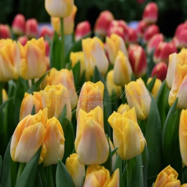 Тюльпан Голден Дайнести (Tulipa Golden Dynasty) — фото 2