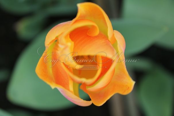 Тюльпан Голден Дайнести (Tulipa Golden Dynasty) — фото 3