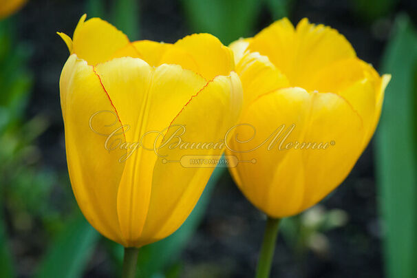 Тюльпан Голден Оксфорд (Tulipa Golden Oxford) — фото 2