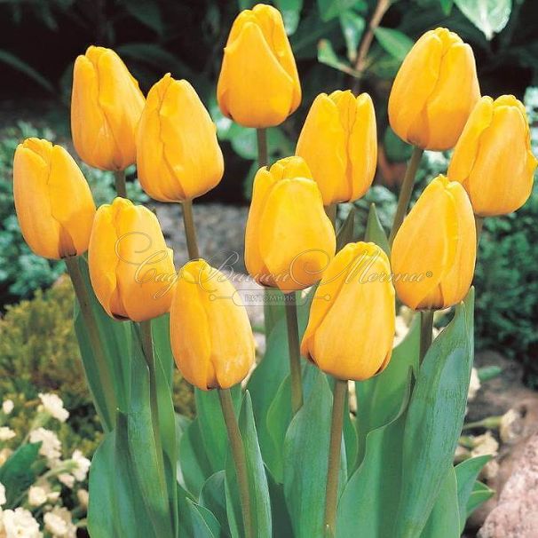 Тюльпан Голден Оксфорд (Tulipa Golden Oxford) — фото 3