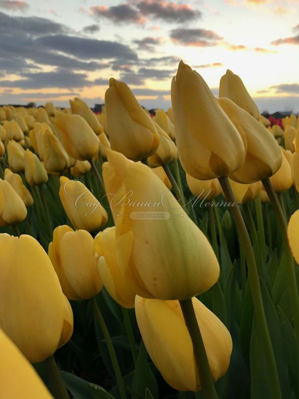 Тюльпан Голден Парад (Tulipa Golden Parade) — фото 2