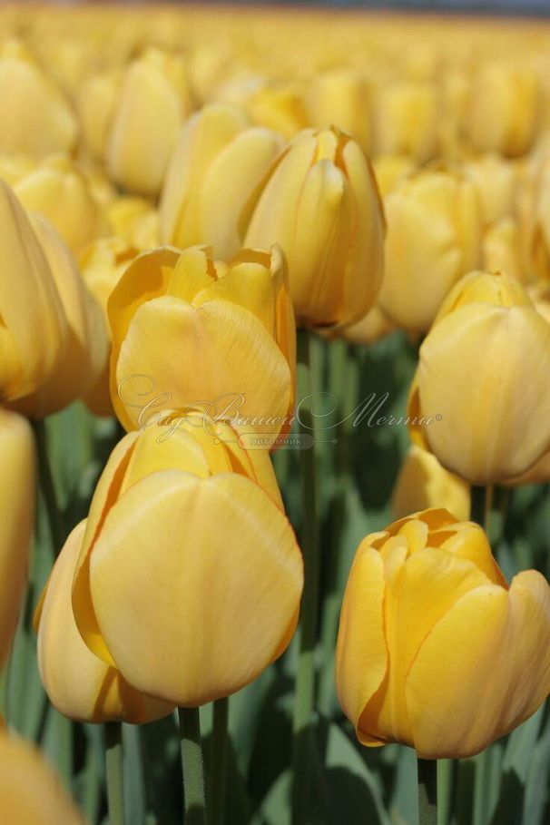 Тюльпан Голден Парад (Tulipa Golden Parade) — фото 3
