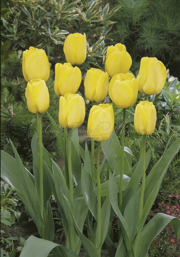 Тюльпан Голден Парад (Tulipa Golden Parade) — фото 4