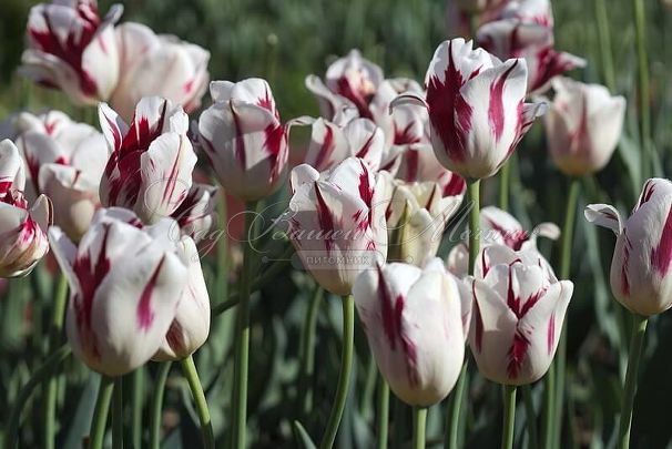 Тюльпан Гранд Перфекшн (Tulipa Grand Perfection) — фото 3