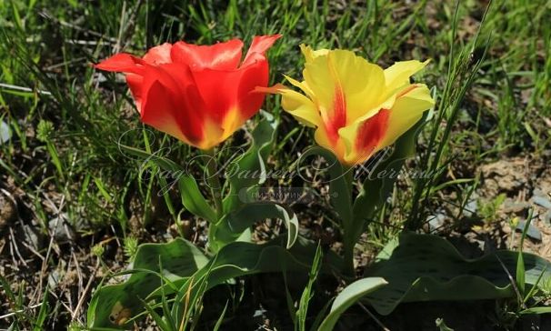 Тюльпан Грейга Красный (Tulipa Greigii Red) — фото 2