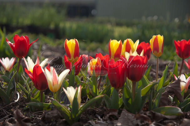 Тюльпан Грейга Микс (Tulipa Greigii Mix) — фото 4