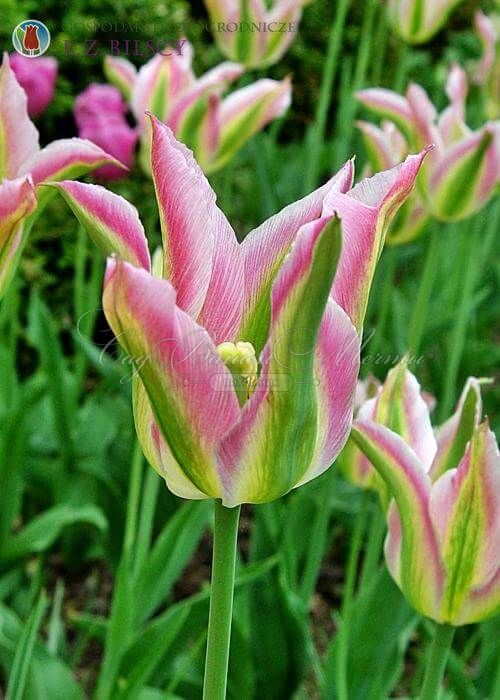 Тюльпан Грёнлэнд (Tulipa Groenland) — фото 2