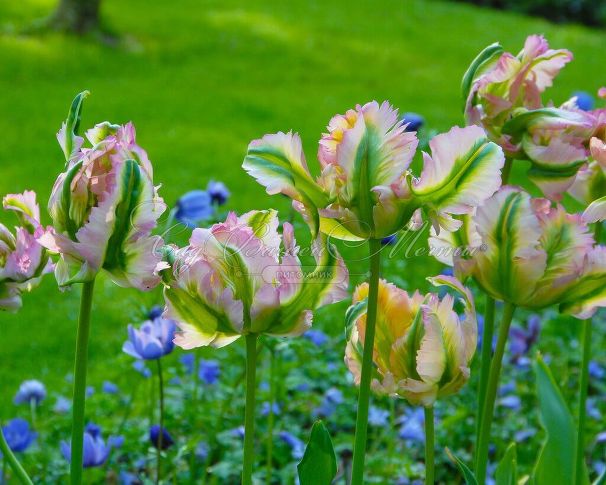 Тюльпан Грин Вейв (Tulipa Green Wave) — фото 3