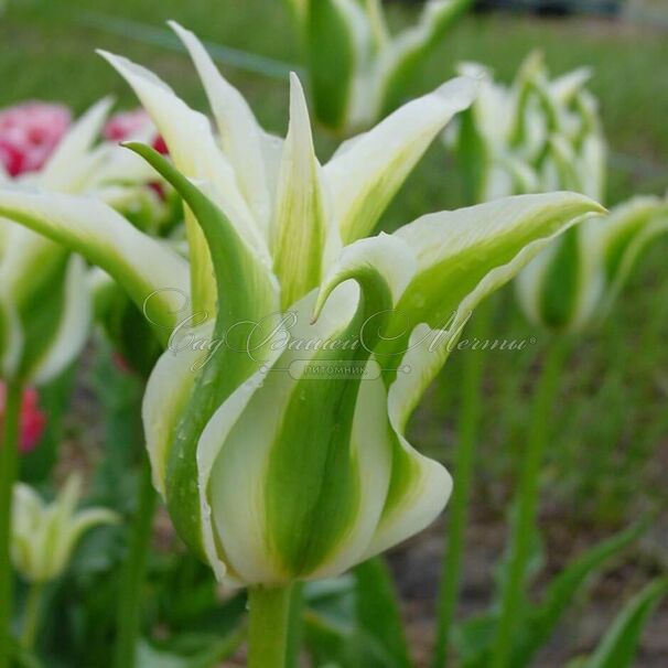 Тюльпан Грин стар (Tulipa Green star) — фото 3