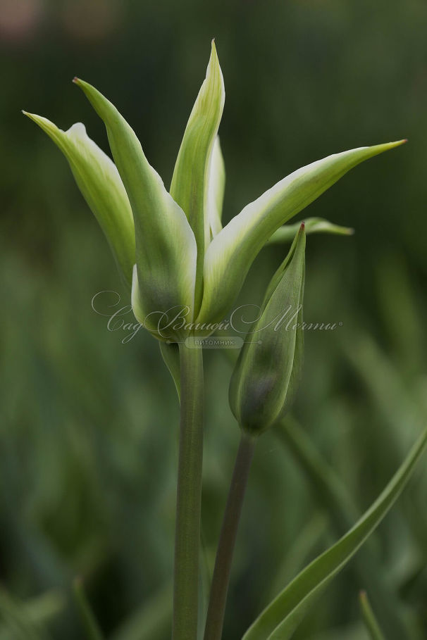 Тюльпан Грин стар (Tulipa Green star) — фото 5