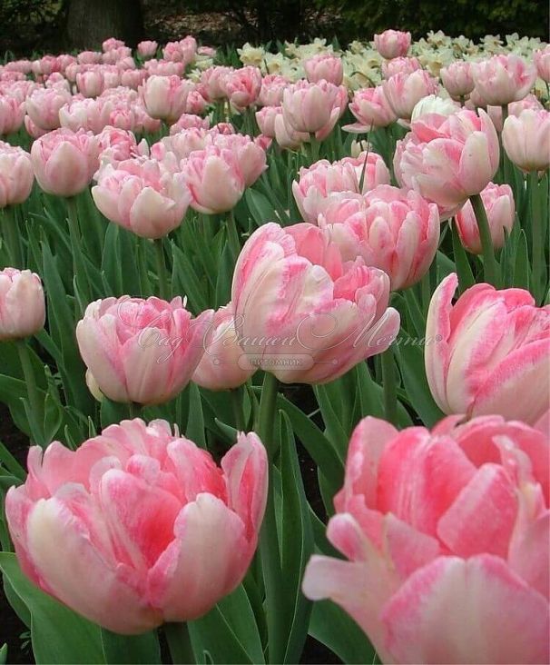 Тюльпан Дабл Сенсэйшн (Tulipa Double Sensation) — фото 3