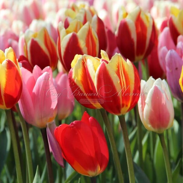 Тюльпан Дарвиновы гибриды микс (Tulipa Darwin Hybrid Mix) — фото 2