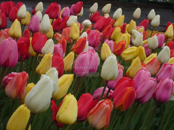 Тюльпан Дарвиновы гибриды микс (Tulipa Darwin Hybrid Mix) — фото 3