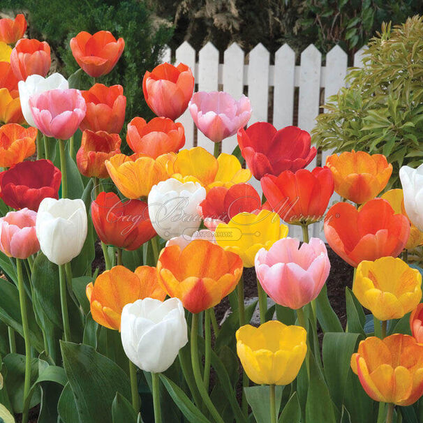 Тюльпан Дарвиновы гибриды микс (Tulipa Darwin Hybrid Mix) — фото 4