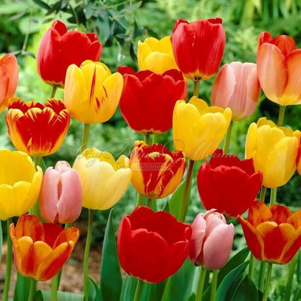 Тюльпан Дарвиновы гибриды микс (Tulipa Darwin Hybrid Mix) — фото 5