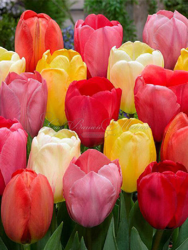 Тюльпан Дарвиновы гибриды микс (Tulipa Darwin Hybrid Mix) — фото 8