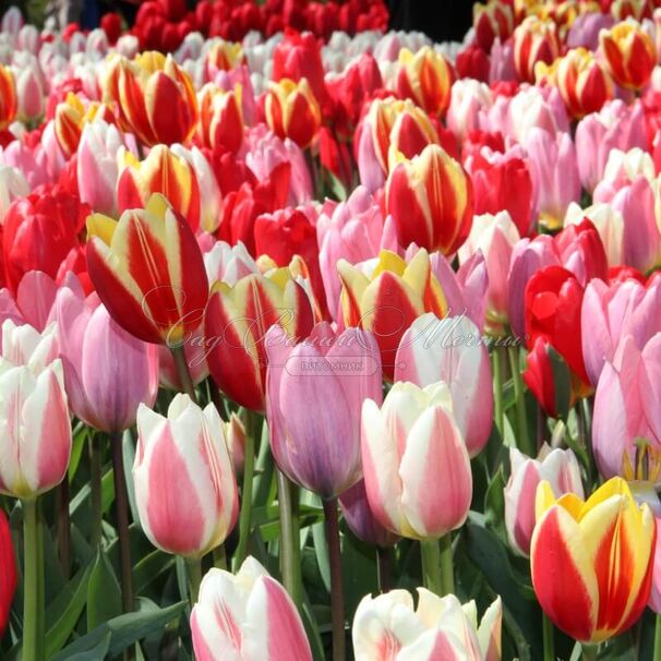 Тюльпан Дарвиновы гибриды микс (Tulipa Darwin Hybrid Mix) — фото 9