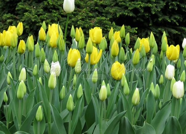 Тюльпан Деликэйт (Tulipa Delicate) — фото 3