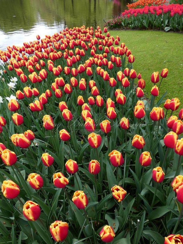 Тюльпан Денмарк (Tulipa Denmark) — фото 4