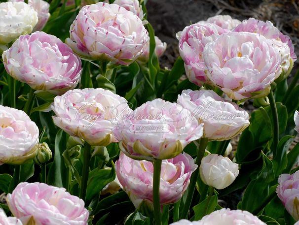 Тюльпан Денслайн (Tulipa Danceline) — фото 4