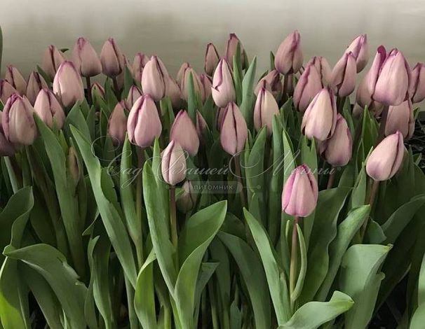 Тюльпан Джакуззи (Tulipa Jacuzzi) — фото 3