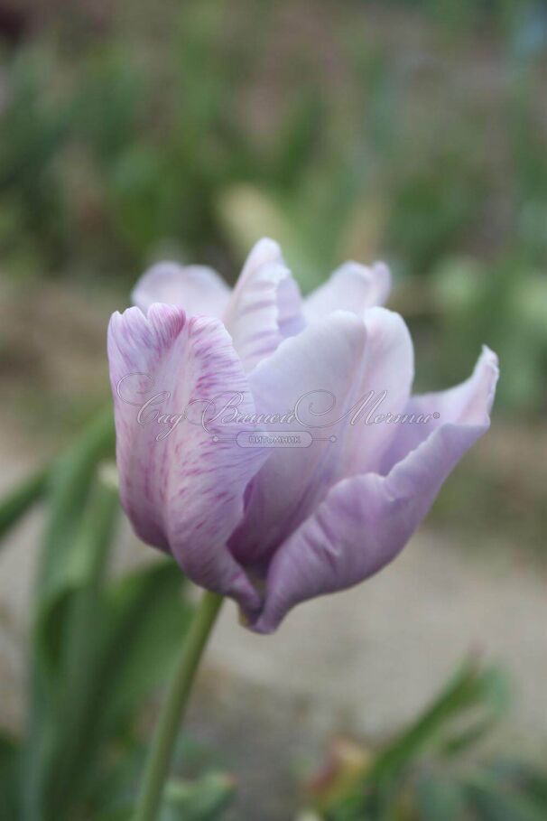 Тюльпан Джеймс Ласт (Tulipa James Last) — фото 2