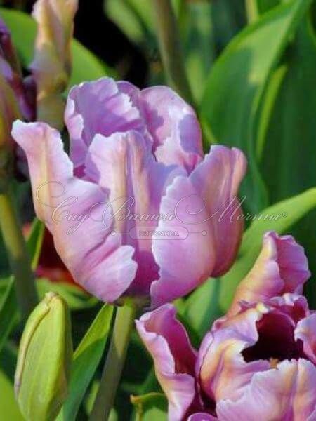 Тюльпан Джеймс Ласт (Tulipa James Last) — фото 3