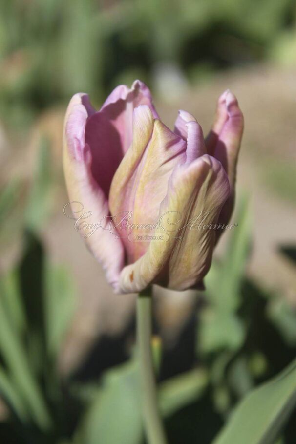 Тюльпан Джеймс Ласт (Tulipa James Last) — фото 4