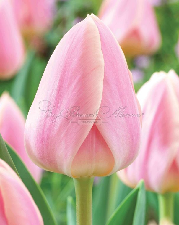 Тюльпан Династия (Tulipa Dynasty) — фото 2