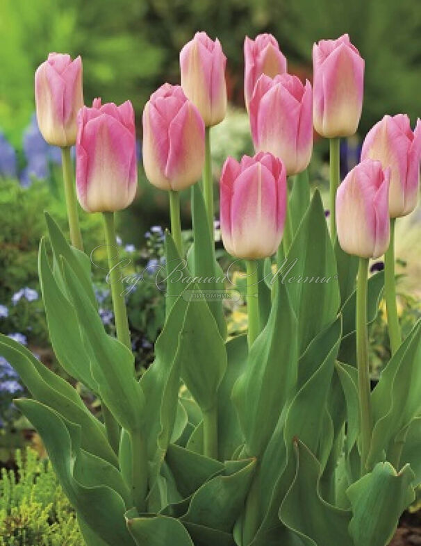 Тюльпан Династия (Tulipa Dynasty) — фото 3