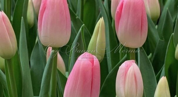 Тюльпан Династия (Tulipa Dynasty) — фото 4