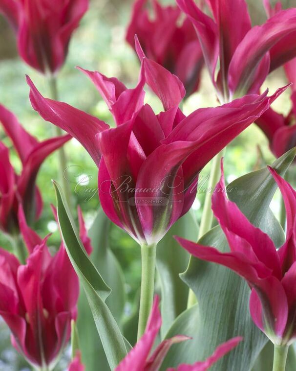 Тюльпан Доллз Минюэт (Tulipa Doll's Minuet) — фото 2