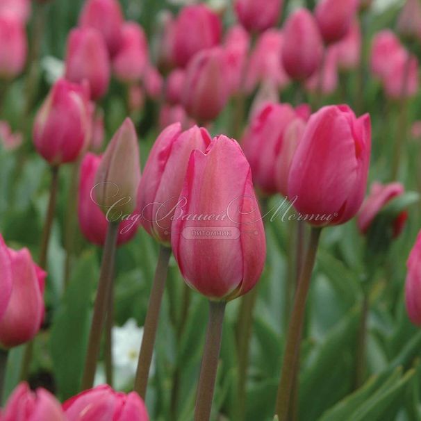 Тюльпан Дон Кихот (Tulipa Don Quichotte) — фото 3