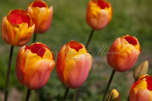 Тюльпан Дордонь (Tulipa Dordogne) — фото 2