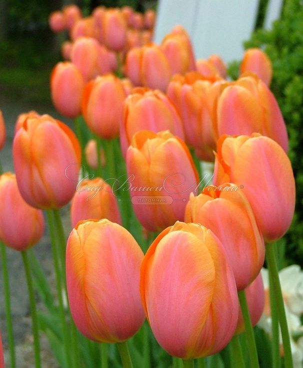 Тюльпан Дордонь (Tulipa Dordogne) — фото 3