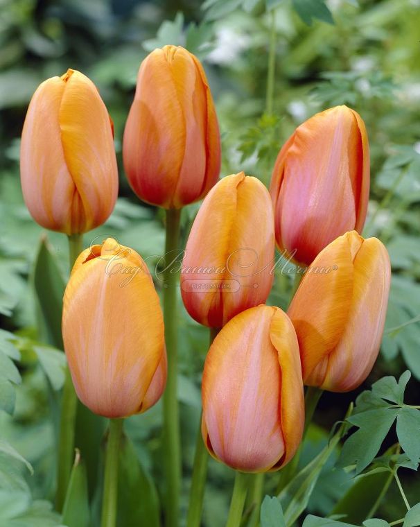 Тюльпан Дордонь (Tulipa Dordogne) — фото 4