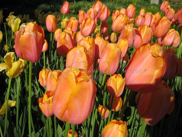 Тюльпан Дордонь (Tulipa Dordogne) — фото 5