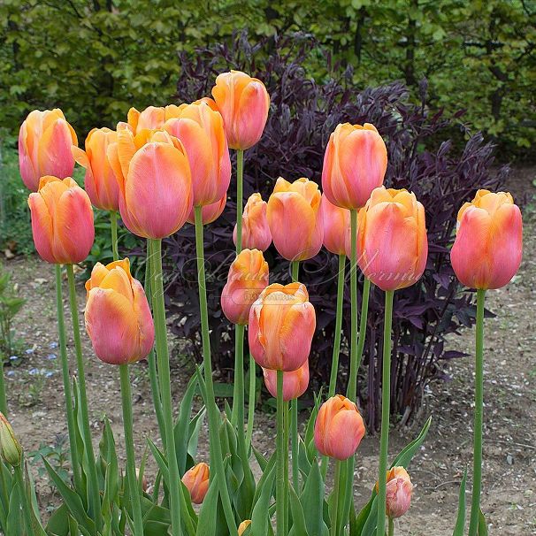 Тюльпан Дордонь (Tulipa Dordogne) — фото 6