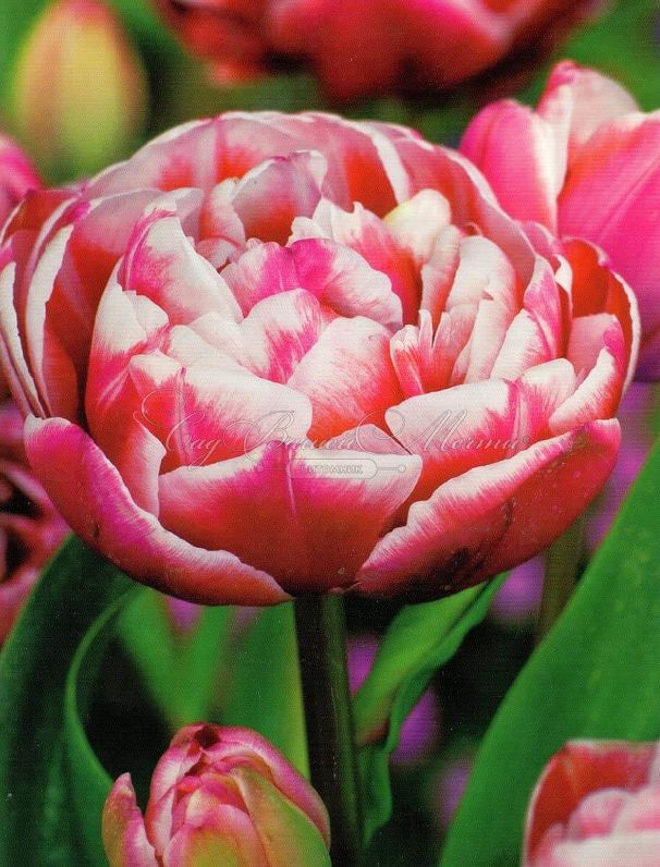 Тюльпан Драмлайн (Tulipa Drumline) — фото 2