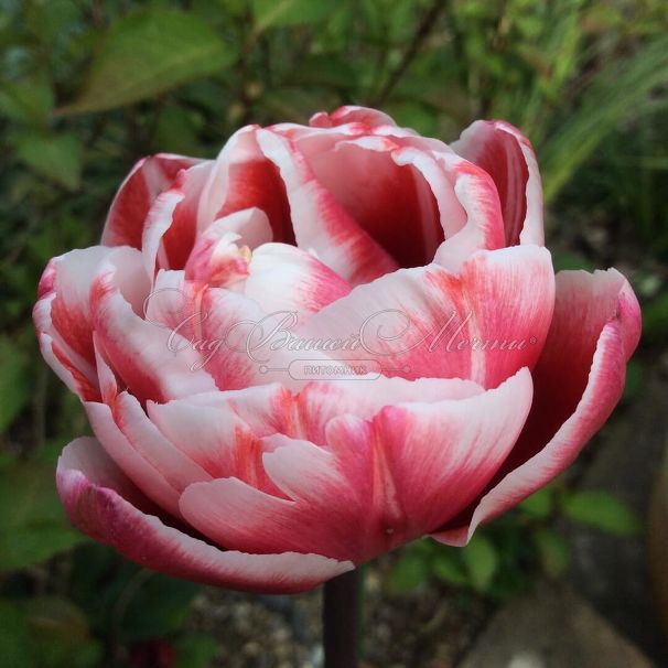 Тюльпан Драмлайн (Tulipa Drumline) — фото 4