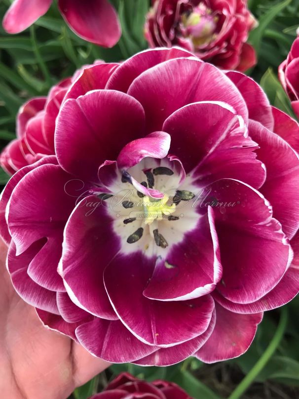 Тюльпан Дрим Тач (Tulipa Dream Touch) — фото 2