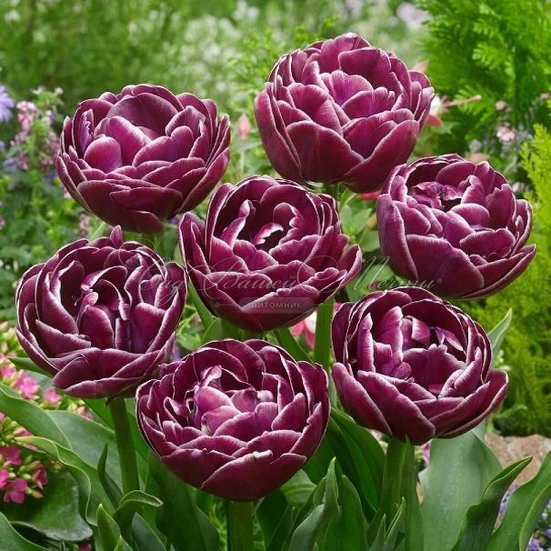 Тюльпан Дрим Тач (Tulipa Dream Touch) — фото 3