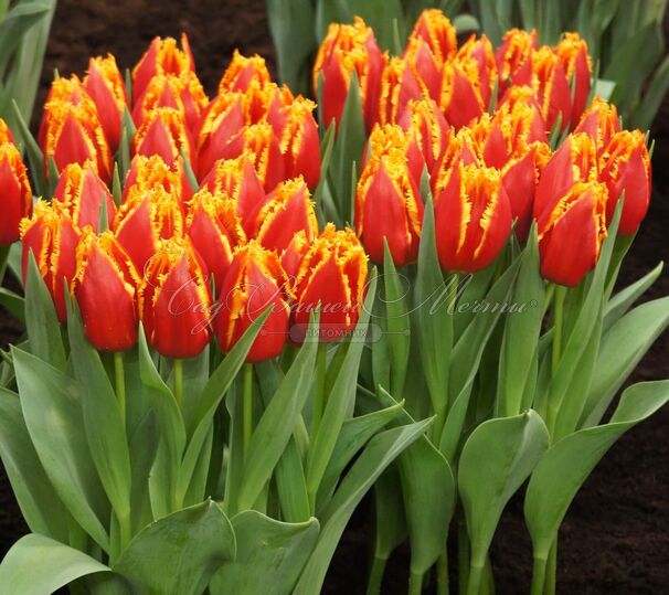 Тюльпан Дэйвенпорт (Tulipa Davenport) — фото 2