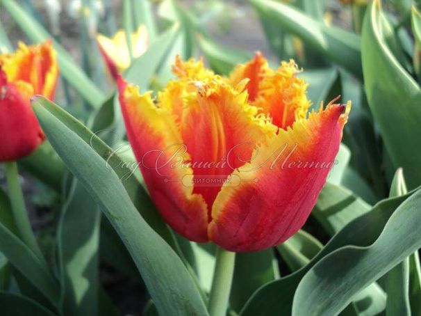 Тюльпан Дэйвенпорт (Tulipa Davenport) — фото 3