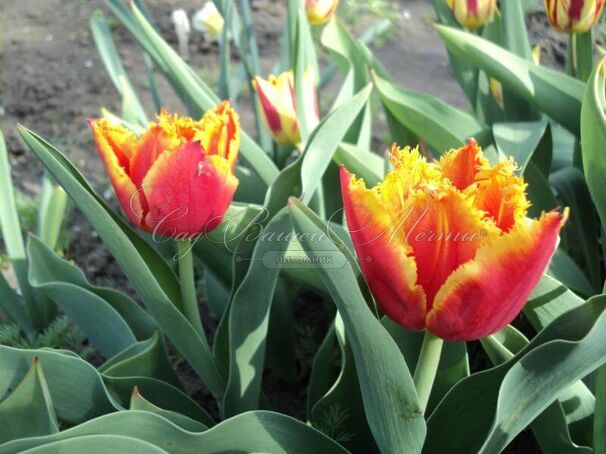 Тюльпан Дэйвенпорт (Tulipa Davenport) — фото 4