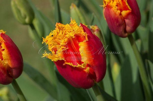 Тюльпан Дэйвенпорт (Tulipa Davenport) — фото 6