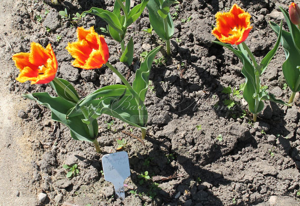 Тюльпан Дэйвенпорт (Tulipa Davenport) — фото 9