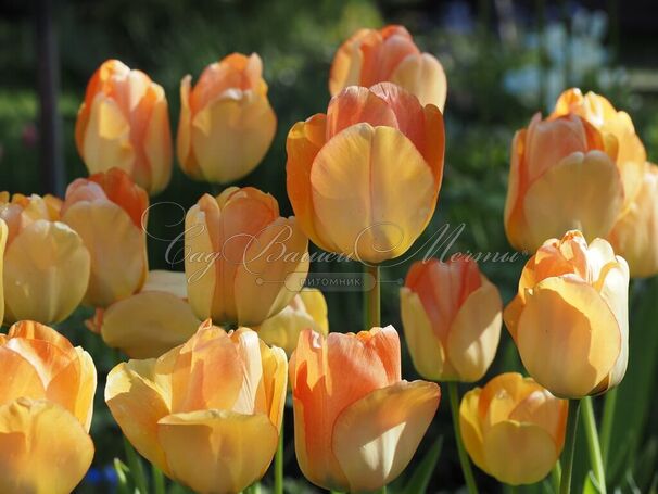 Тюльпан Дэйдрим (Tulipa Daydream) — фото 2