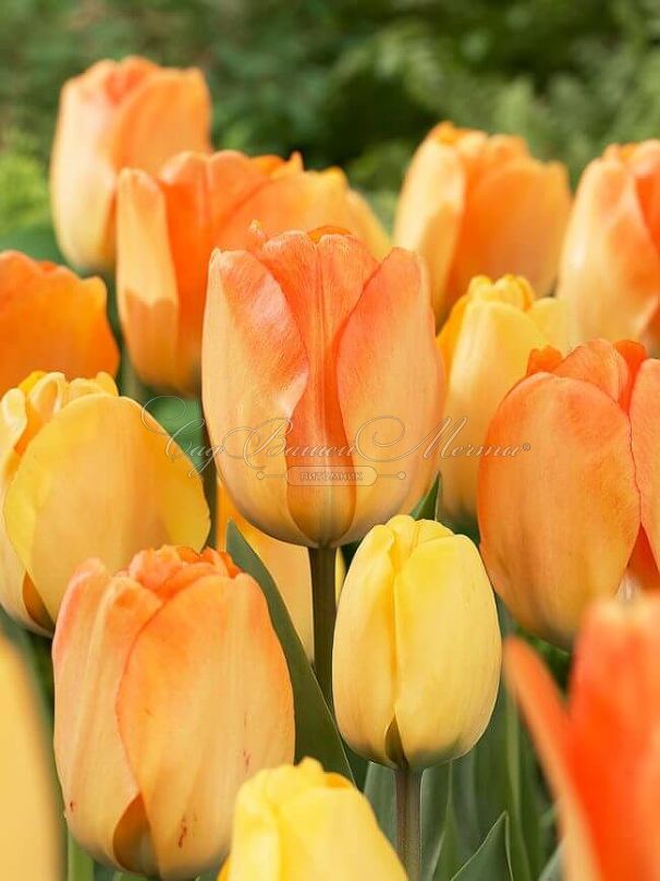 Тюльпан Дэйдрим (Tulipa Daydream) — фото 3