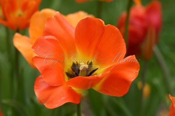 Тюльпан Дэйдрим (Tulipa Daydream) — фото 5